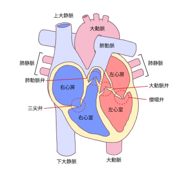 弁膜症の説明図